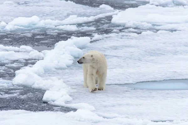 Urso Polar Bolsa Gelo Norte Spitsbergen — Fotografia de Stock