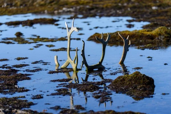 Primo Piano Delle Corna Cervo Caribù Nell Acqua Della Tundra — Foto Stock