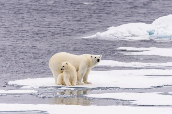 Kutup ayısı (Ursus maritimus) anne ve yavrusu pack buzda Svalbard Arctic Norveç kuzeyinde