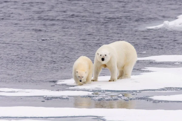 Urso Polar Ursus Maritimus Mãe Filhote Gelo Pacote Norte Svalbard — Fotografia de Stock