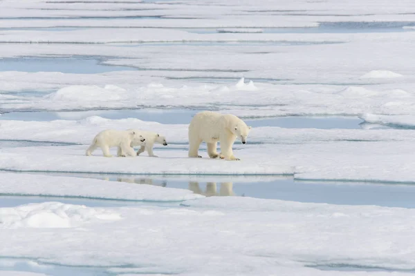 Matka Niedźwiedź Polarny Ursus Maritimus Typu Twin Szczeniaki Lodzie Północ — Zdjęcie stockowe