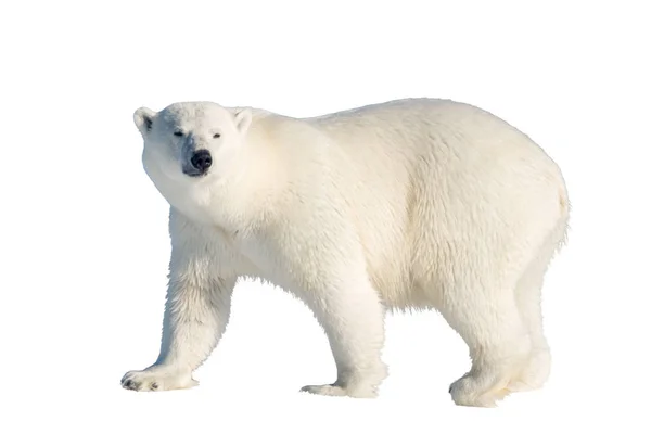 Eisbär Auf Dem Packeis Nördlich Von Spitzbergen — Stockfoto