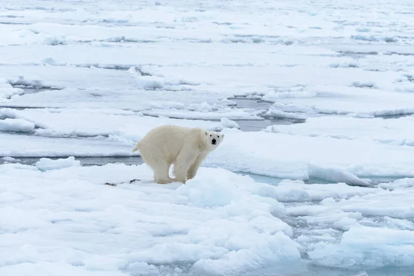 Полярний Ведмідь Pack Льоду Північ Від Шпіцбергенський — стокове фото