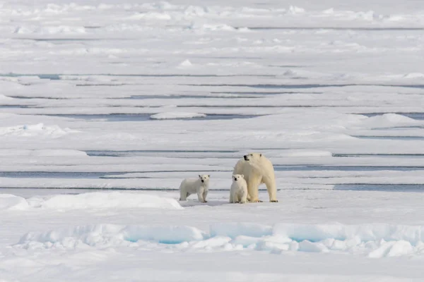 Mãe Urso Polar Ursus Maritimus Filhotes Gêmeos Gelo Pacote Norte — Fotografia de Stock