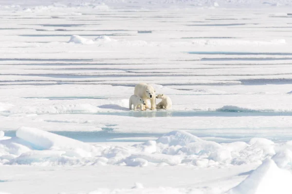 북극곰 어머니 Maritimus 쌍둥이 스발바르 노르웨이 북쪽에 — 스톡 사진