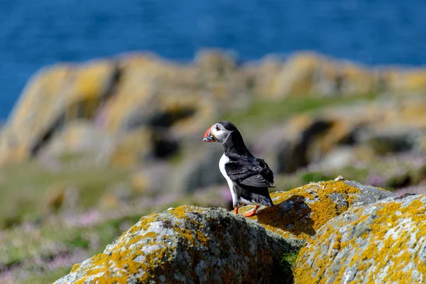 Lunnefågel Naturen Habitat — Stockfoto