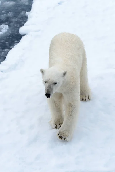 Niedźwiedź Polarny Lodzie Północ Spitsbergen — Zdjęcie stockowe