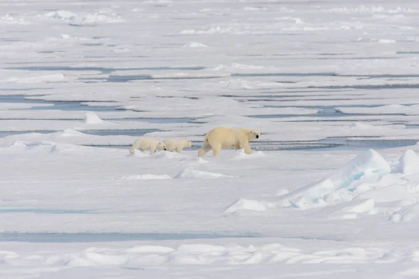 Matka Lední Medvěd Ursus Maritimus Dvojče Mláďata Ledě Pack Severně — Stock fotografie