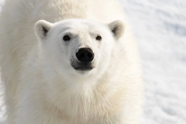 Oso Polar Ursus Maritimus Manada Hielo Norte Spitsberg —  Fotos de Stock