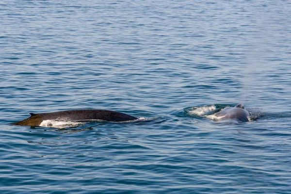 Aleta Ballena Jorobada Con Iceberg Fondo —  Fotos de Stock