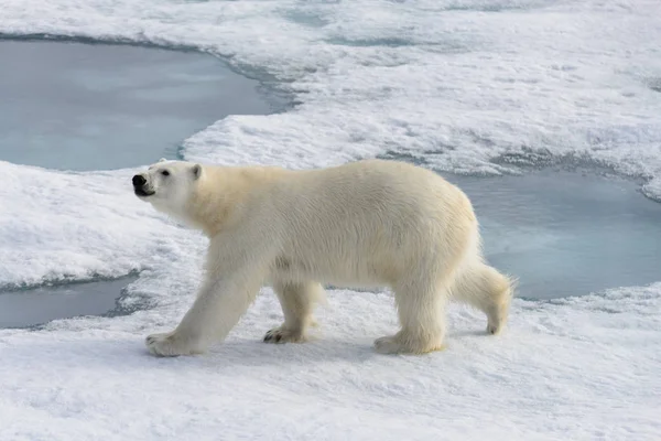 Spitsberg 北パック氷のシロクマ ホッキョクグマ — ストック写真