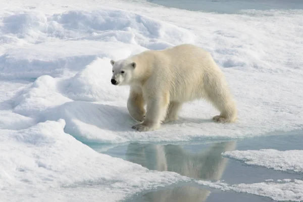 北极熊 Ursus Maritimus 生活在斯匹次卑尔根岛 挪威斯瓦尔巴 斯堪的纳维亚 欧洲北部的冰原上 — 图库照片