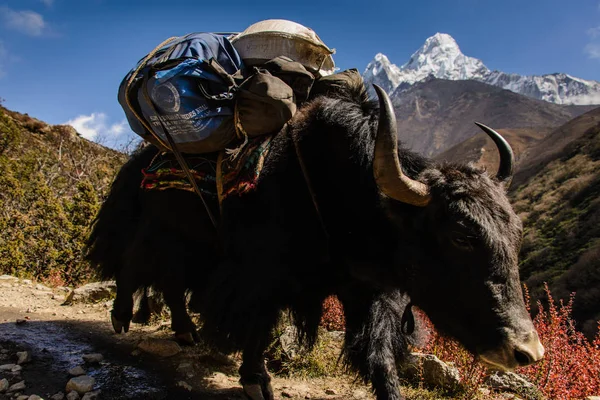 Yak Montagne Népal — Photo