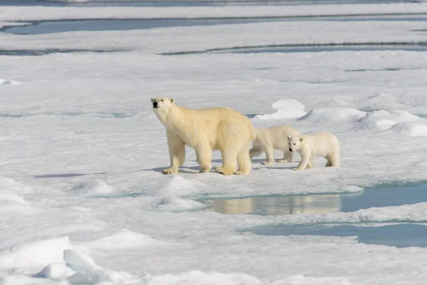 Mãe Urso Polar Ursus Maritimus Filhotes Gêmeos Gelo Pacote Norte — Fotografia de Stock