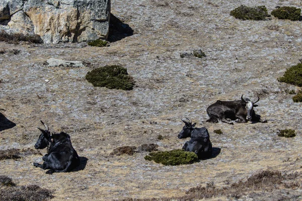 Yak Montagne Népal — Photo