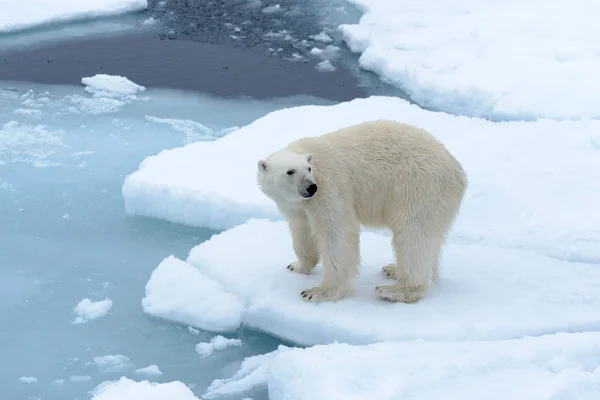 斯匹次卑尔根北部浮冰上的北极熊 — 图库照片