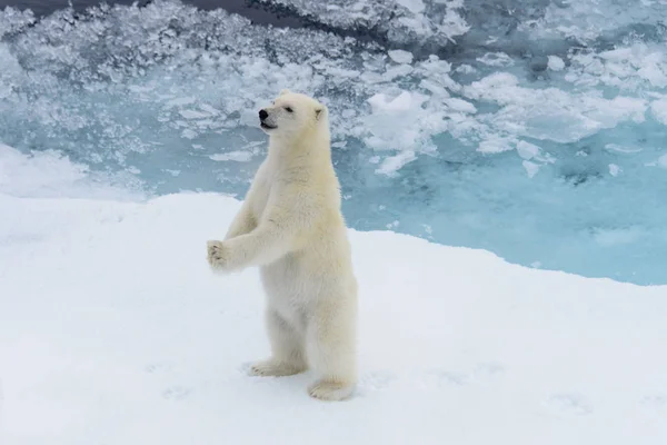 Urso Polar Ursus Maritimus Filhote Gelo Pacote Norte Svalbard Arctic — Fotografia de Stock