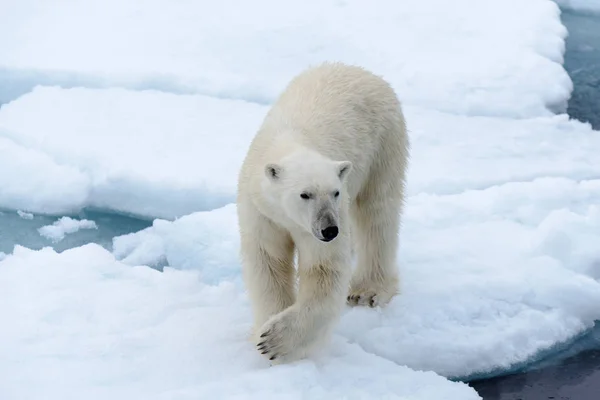 Orso Polare Sul Pack Ghiaccio Nord Spitsbergen — Foto Stock