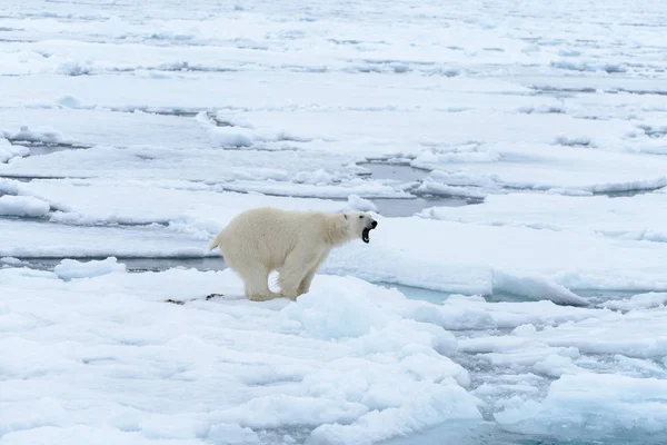 Белый Медведь Льду Северу Шпицбергена — стоковое фото