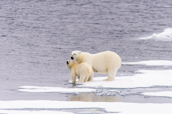 Kutup Ayısı Ursus Maritimus Anne Yavrusu Pack Buzda Svalbard Arctic — Stok fotoğraf