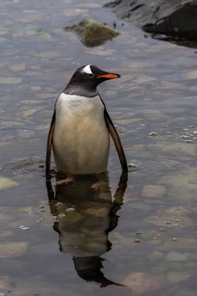 Königspinguin Der Natur — Stockfoto