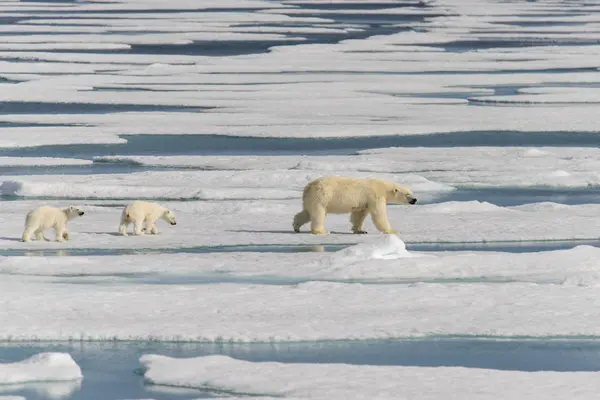 Madre Dell Orso Polare Ursus Maritimus Cuccioli Gemelli Sul Pack — Foto Stock