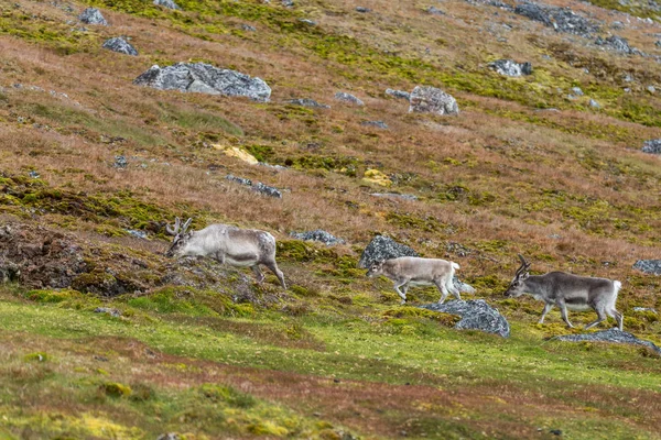 美丽的驯鹿鹿在秋天的冻土带草地上吃草 — 图库照片