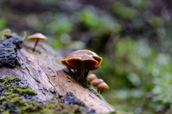 Cogumelos Floresta Vista Perto — Fotografia de Stock
