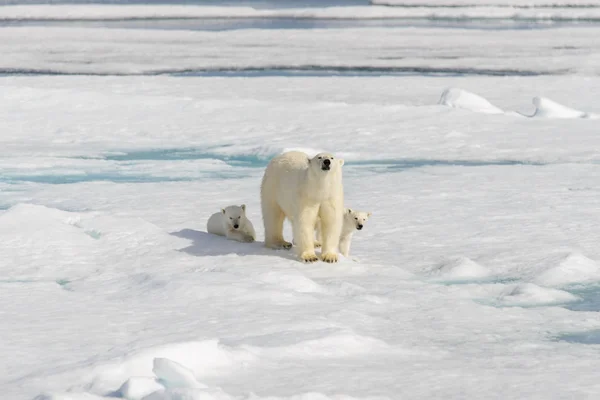 Kutup Ayısı Anne Ursus Maritimus Yataklı Yavrularını Pack Buzda Svalbard — Stok fotoğraf