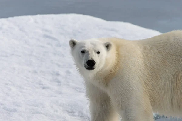 Πολική Αρκούδα Ursus Maritimus Στον Πάγο Πακέτο Βόρεια Του Spitsberg — Φωτογραφία Αρχείου