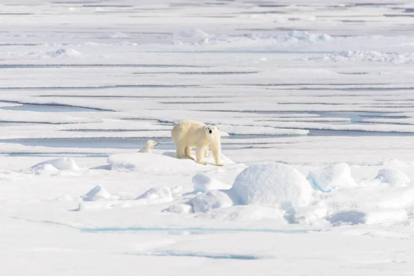 Oso Polar Ursus Maritimus Manada Hielo Norte Spitsberg — Foto de Stock