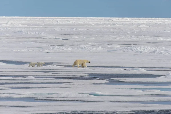 Matka Niedźwiedź Polarny Ursus Maritimus Typu Twin Szczeniaki Lodzie Północ — Zdjęcie stockowe