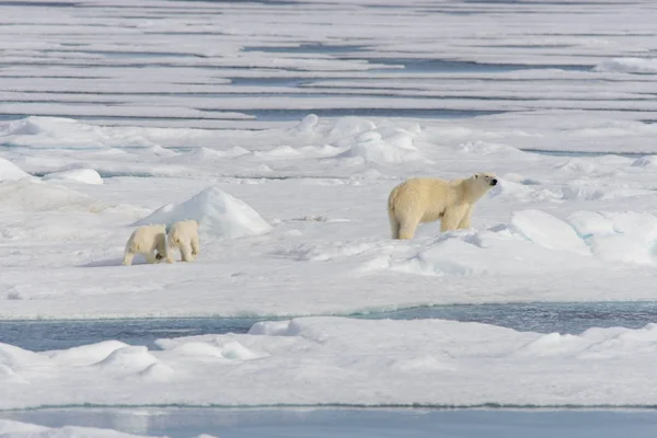 Madre Oso Polar Ursus Maritimus Cachorros Gemelos Paquete Hielo Norte — Foto de Stock