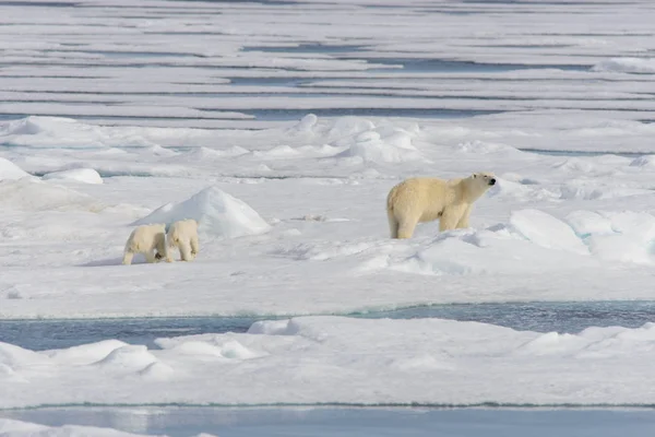 Mãe Urso Polar Ursus Maritimus Filhotes Gêmeos Gelo Pacote Norte — Fotografia de Stock