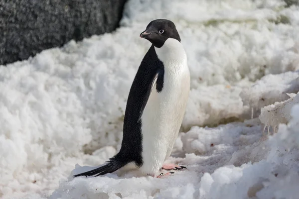 Pinguino Natura — Foto Stock