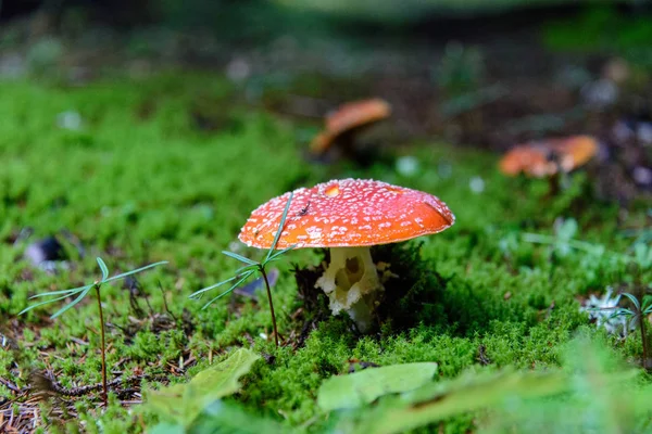 Amanita Pilze Wachsen Wald — Stockfoto