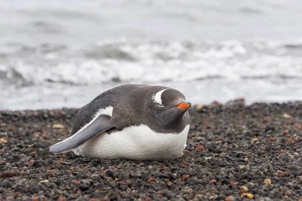 Pinguim Gentoo Natureza — Fotografia de Stock
