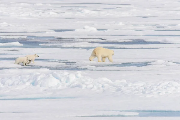 Madre Oso Polar Ursus Maritimus Cachorros Gemelos Paquete Hielo Norte —  Fotos de Stock