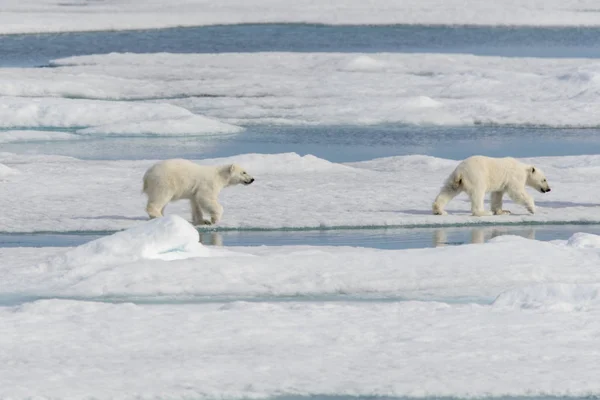 Mãe Urso Polar Ursus Maritimus Filhotes Gêmeos Gelo Pacote Norte — Fotografia de Stock