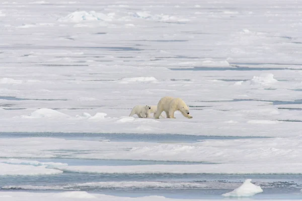 Eisbärenmutter Ursus Maritimus Und Zwillingsbabys Auf Dem Packeis Nördlich Von — Stockfoto