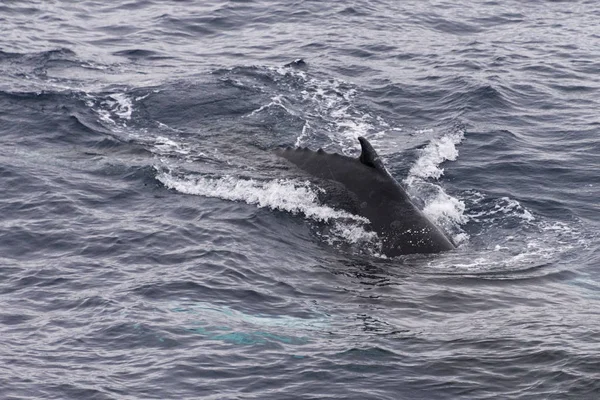 Humpback Whale Fluke Iceberg Background — Stock Photo, Image