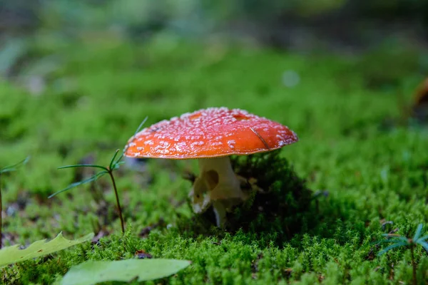 Amanita Cogumelos Crescendo Floresta — Fotografia de Stock