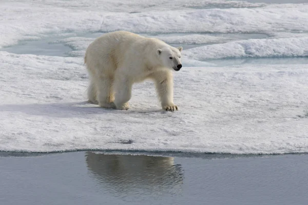 Polar Bear Ursus Maritimus Pack Ice North Spitsbergen Island Svalbard — Stock Photo, Image