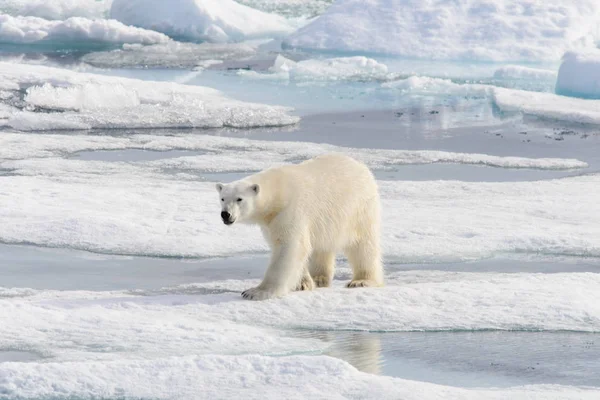 北极熊 Ursus Maritimus 生活在斯匹次卑尔根岛 挪威斯瓦尔巴 斯堪的纳维亚 欧洲北部的冰原上 — 图库照片
