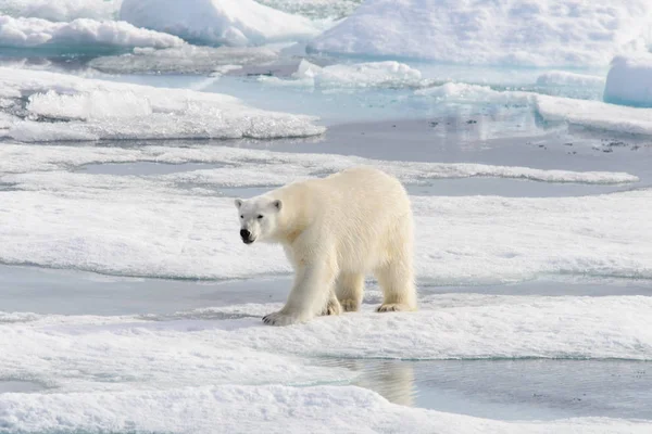 Білий Ведмідь Ursus Maritimus Кризі Північ Від Острова Шпіцберген Шпіцберген — стокове фото