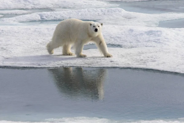 Ijsbeer Ursus Maritimus Het Pakijs Ten Noorden Van Spitsbergen Island — Stockfoto