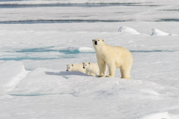 Mãe Urso Polar Ursus Maritimus Filhotes Gêmeos Gelo Pacote Norte — Fotografia de Stock