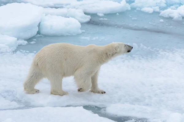 Spitzbergák Északra Jégtáblák Jegesmedve — Stock Fotó