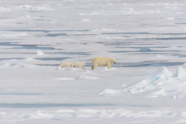 Полярная Медведица Ursus Maritimus Детеныши Близнецы Паковом Льду Северу Арктической — стоковое фото