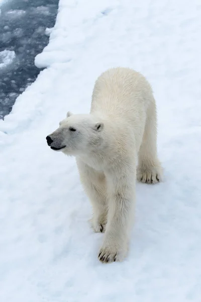 Πολική Αρκούδα Στον Πάγο Πακέτο Βόρεια Spitsbergen — Φωτογραφία Αρχείου